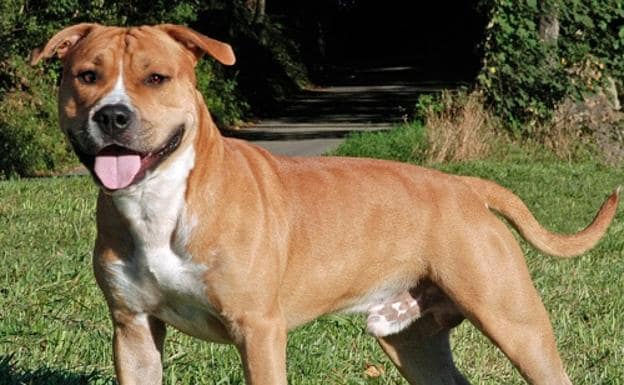 Cuidados Especiais para American Staffordshire Terriers na Terceira Idade